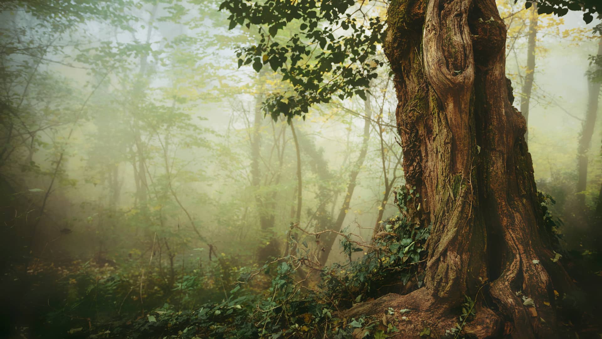 image_arbre